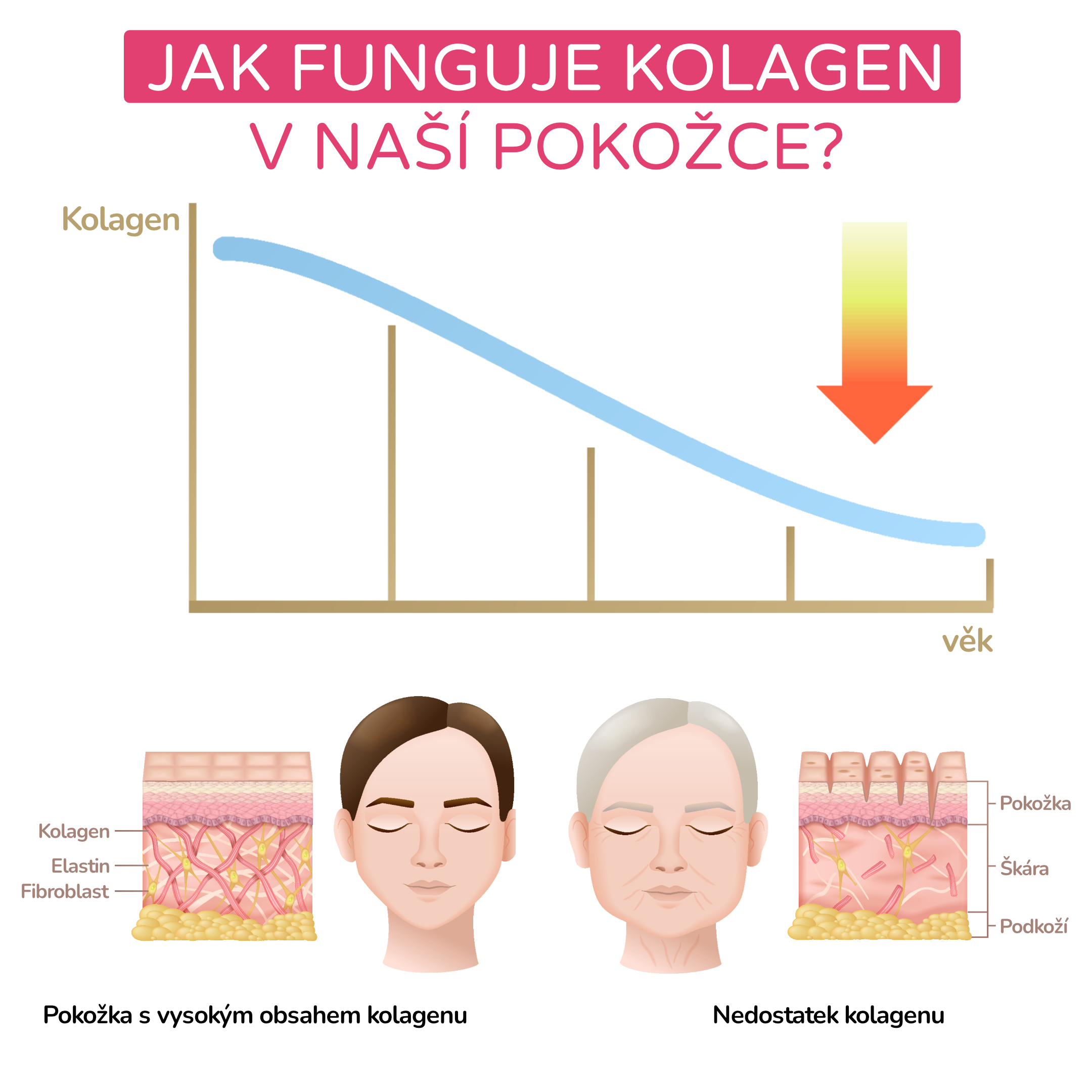 Jak funguje kolagen v naší pokožce__infografika_cz